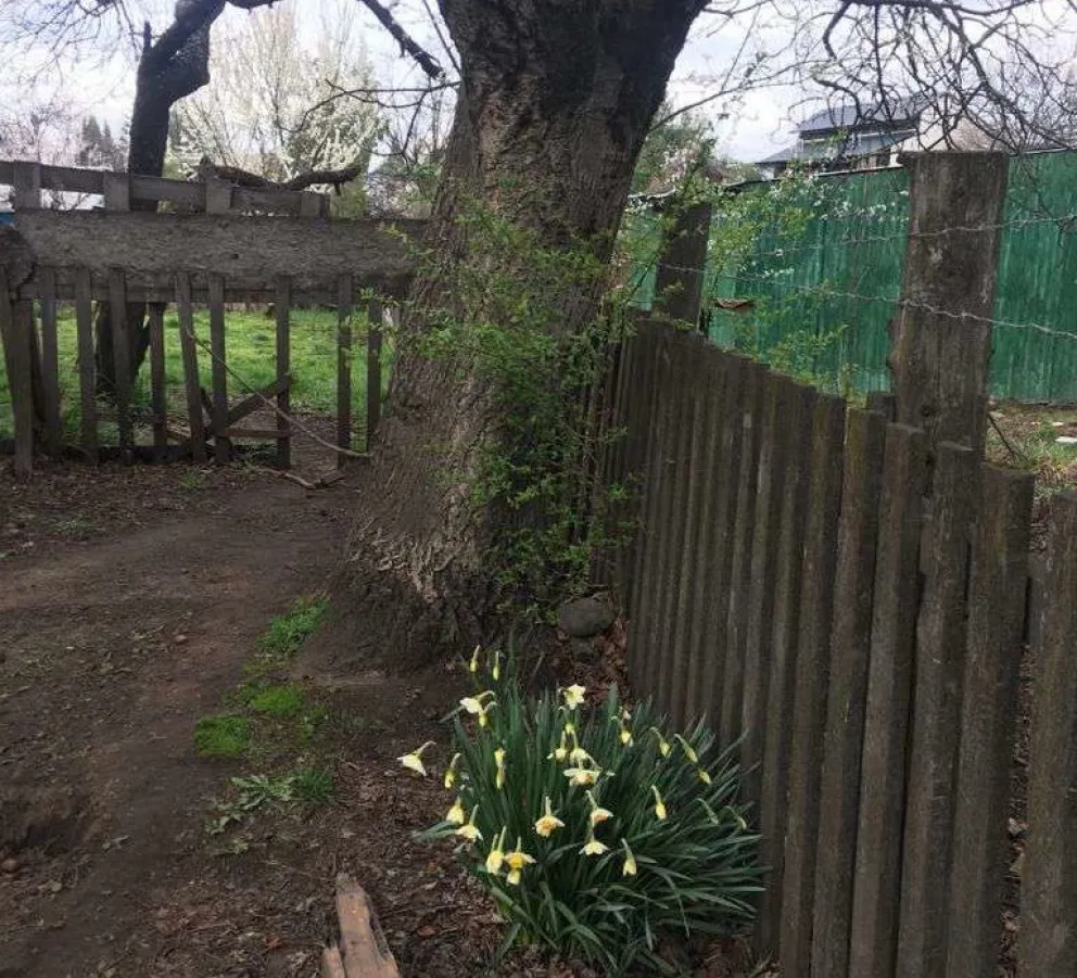 Con una medida cautelar impiden que se tale un nogal de 100 años
