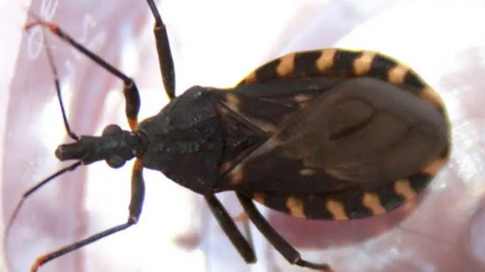 Salud recuerda medidas para la prevención del Chagas