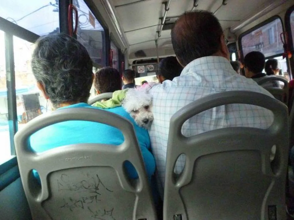 Viajar con mascotas en el Transporte Urbano de Pasajeros