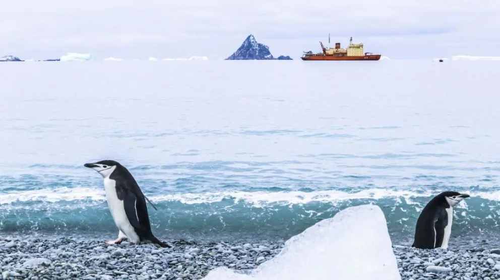 Descubrieron una nueva colonia de pingüinos emperador en la Antártida